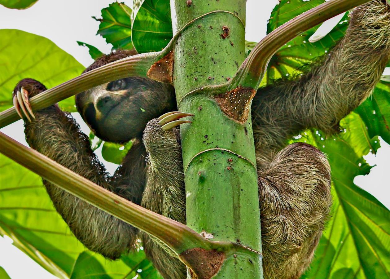 Amazon Muyuna Lodge Paraíso Exteriér fotografie