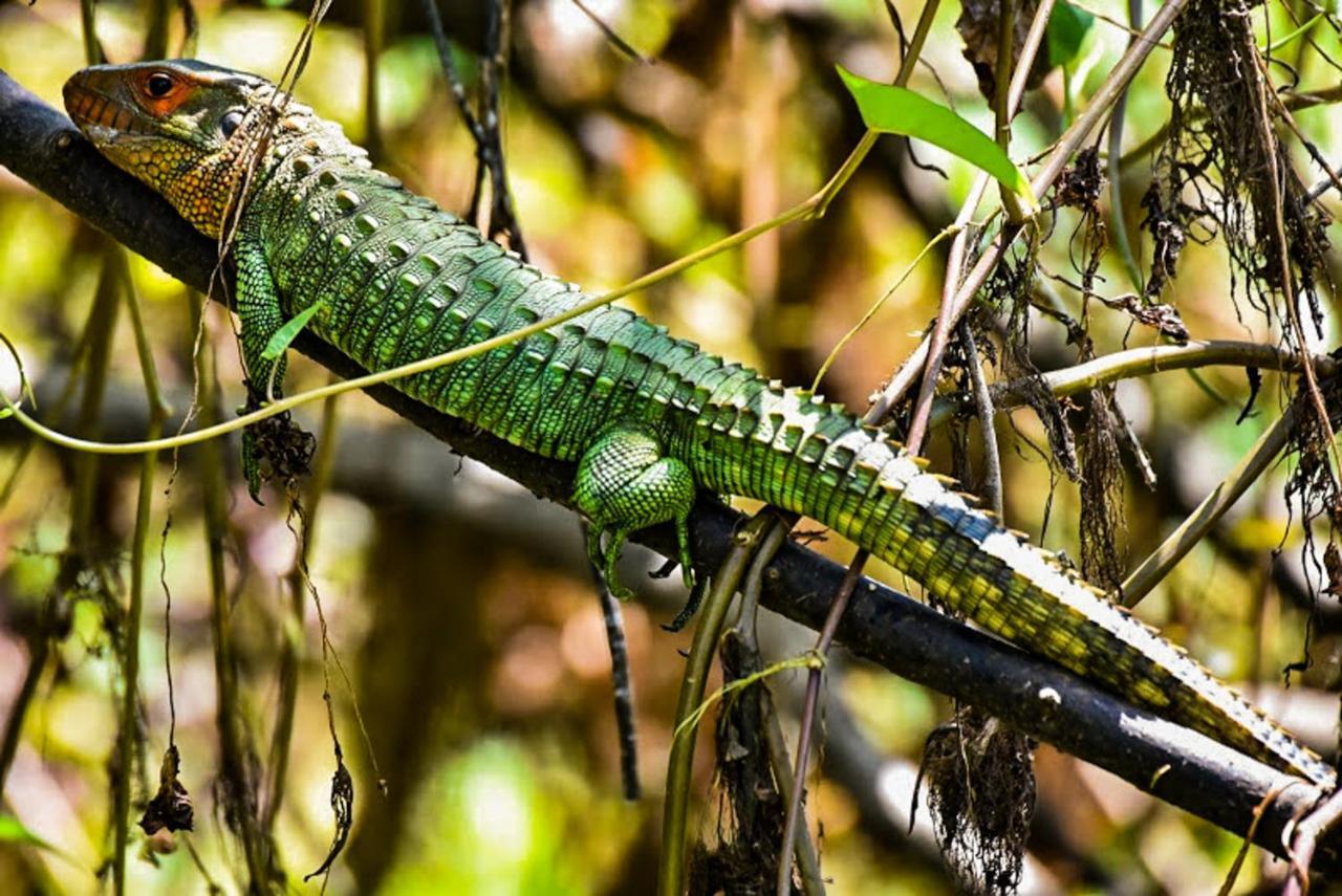 Amazon Muyuna Lodge Paraíso Exteriér fotografie