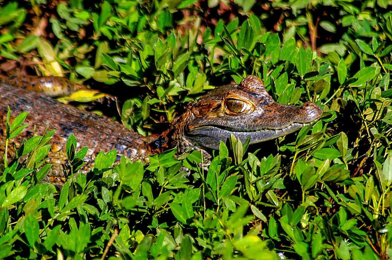 Amazon Muyuna Lodge Paraíso Exteriér fotografie