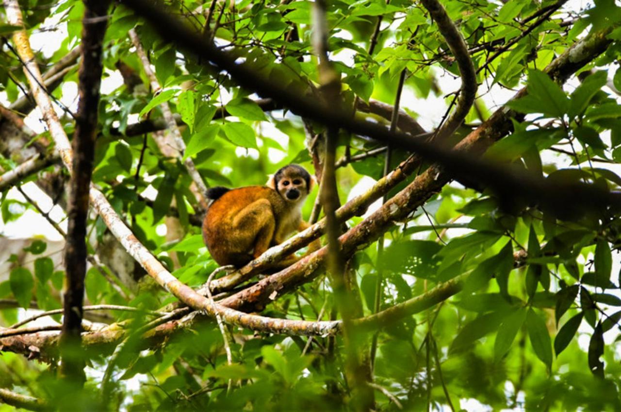 Amazon Muyuna Lodge Paraíso Exteriér fotografie