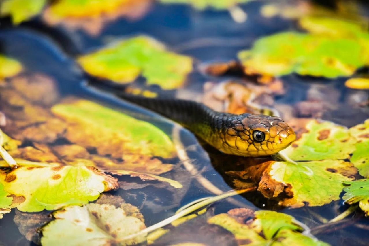 Amazon Muyuna Lodge Paraíso Exteriér fotografie