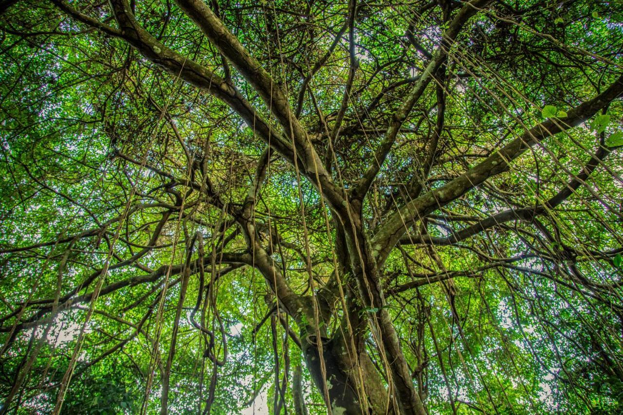 Amazon Muyuna Lodge Paraíso Exteriér fotografie