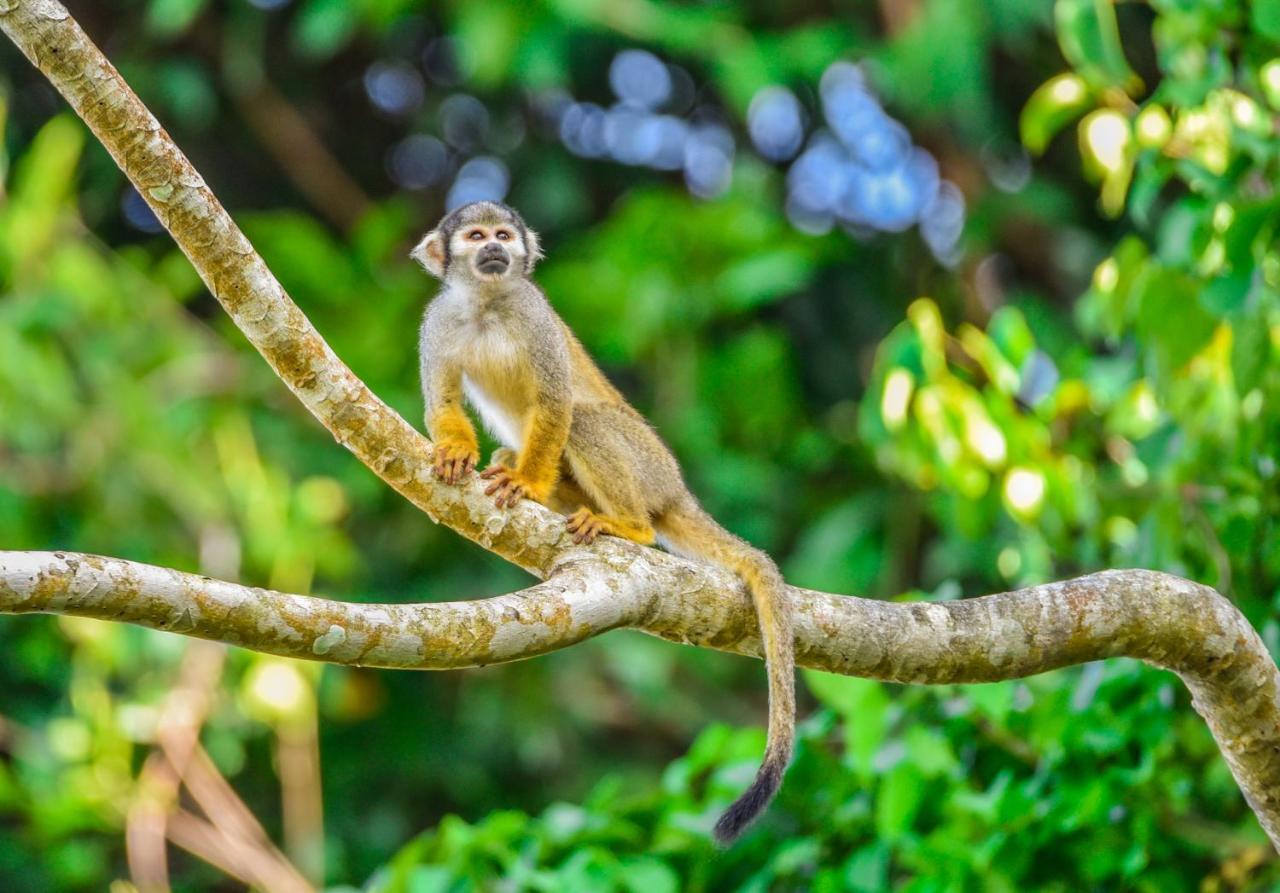 Amazon Muyuna Lodge Paraíso Exteriér fotografie